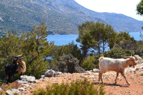 Голодные дикие козы вызвали кризис на греческом острове
