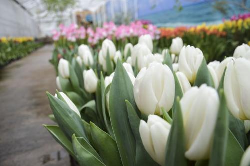 В последний день зимы откроется выставка-продажа тюльпанов