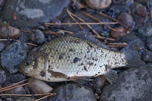 В Красноярском крае рыбы выбросились на дорогу