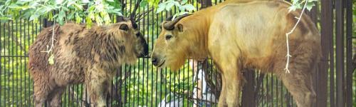 Золотистые такины приехали в Новосибирский зоопарк из Дрездена