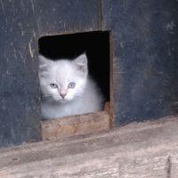 Кошки получат возможность греться в подвалах