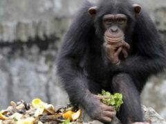 В дикой природе есть шимпанзе-алкоголики — Ученые