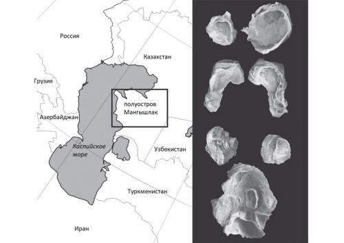 Ученые исследуют ископаемых устриц, обитавших на восточном побережье Каспия