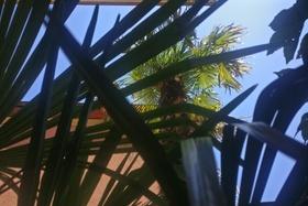 Как в Тичино полюбили пальму-оккупантку