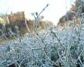 В Калмыкии продлено экстренное предупреждение по заморозкам