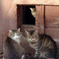 кошки в подвале