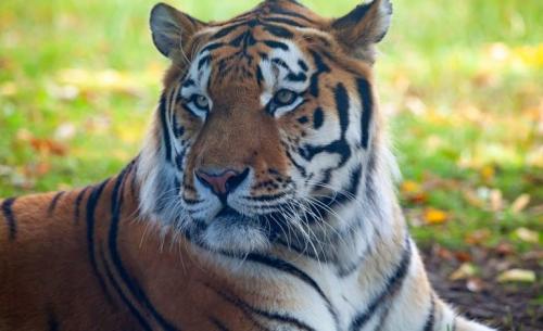 Амурский тигр – под защитой государства и Президента